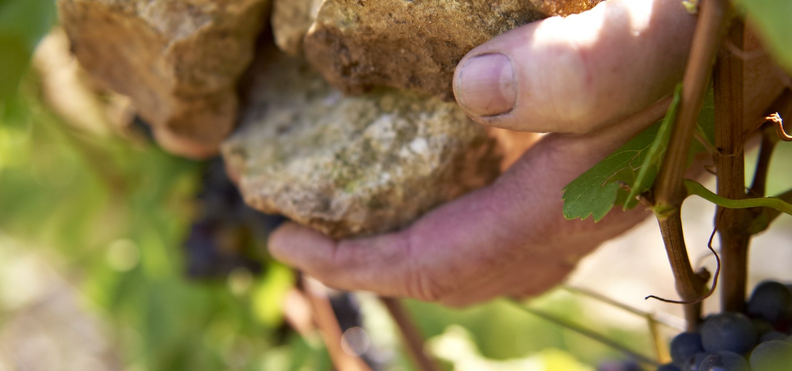 Weingut Michel-Pfannebecker_H&auml;nde, &copy; Weingut Michel-Pfannebecker