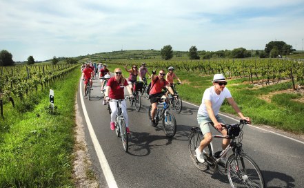 Mehrere Radfahrende fahren auf einer asphaltierten Stra&szlig;e durch Weinberge w&auml;hrend der Veranstaltung Rheinradeln zwischen Worms und Oppenheim. Links und rechts der Stra&szlig;e stehen Rebreihen, im Hintergrund sind H&uuml;gel, B&auml;ume und ein weiter Himmel zu sehen.