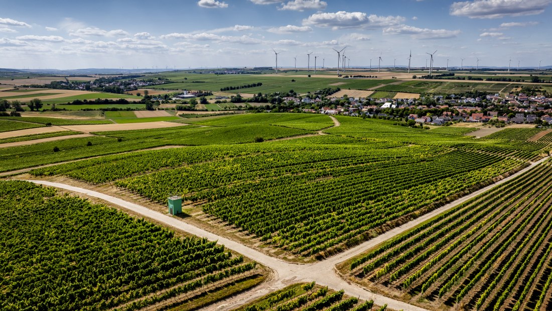 Bechtolsheimer Klosterberg-071 Kopie