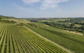 Entgegengesetzter Rehingaublick © Verbandsgemeinde Gau-Algesheim