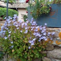 Trockenmauer mit Blüten © Erb-Frey-Hof