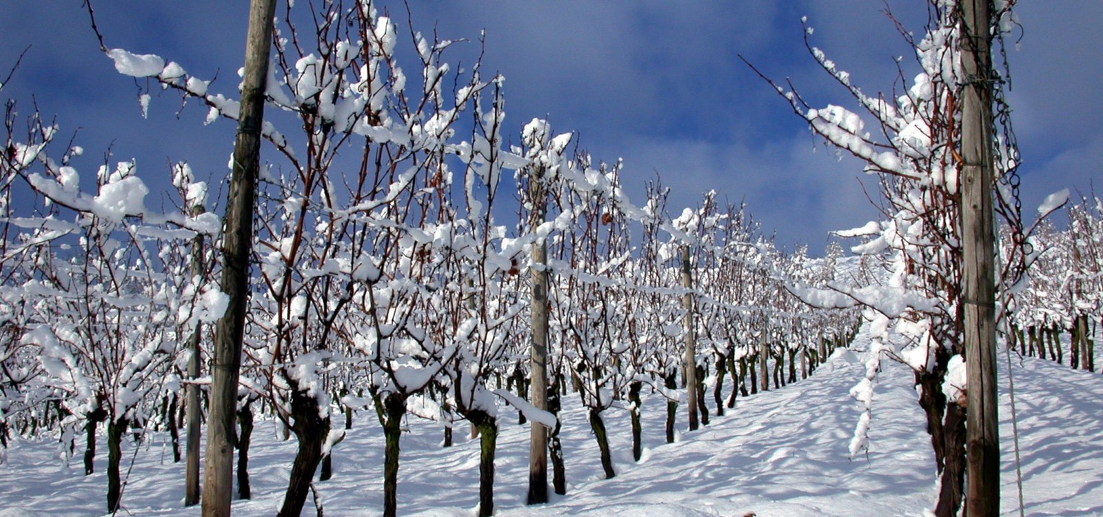 Winter, &copy; benz