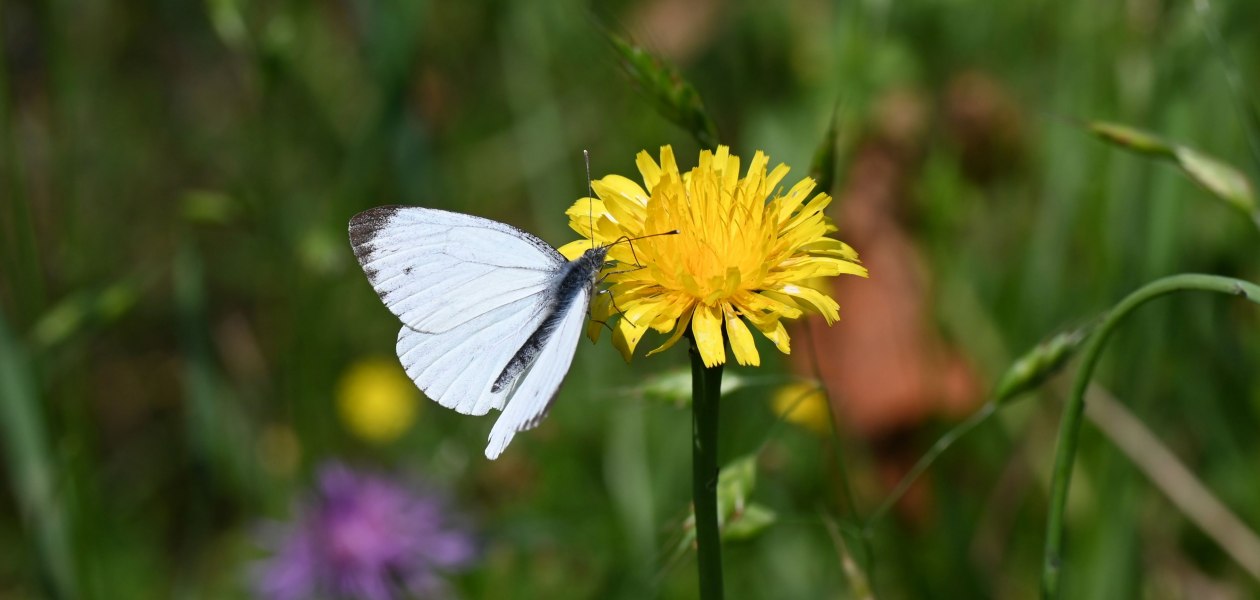 Weingut Jung & Knobloch_Wiese, © Weingut Jung & Knobloch