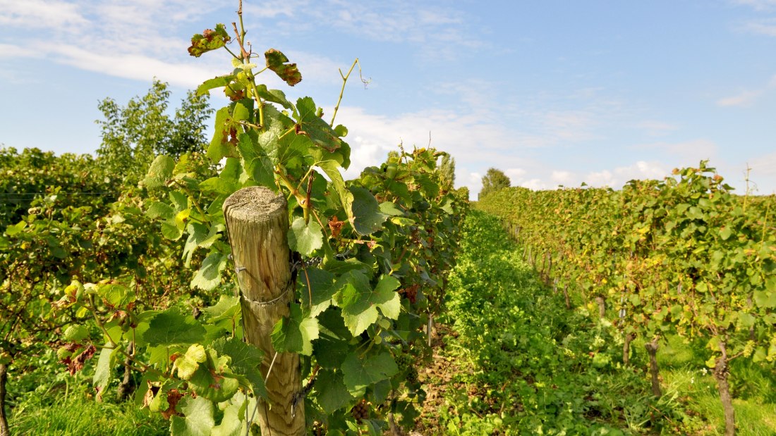 Weingut M&uuml;sel_Weinreben 2