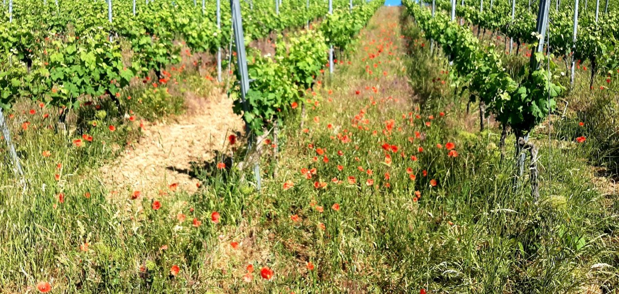 &copy; Weingut Ke&szlig;ler