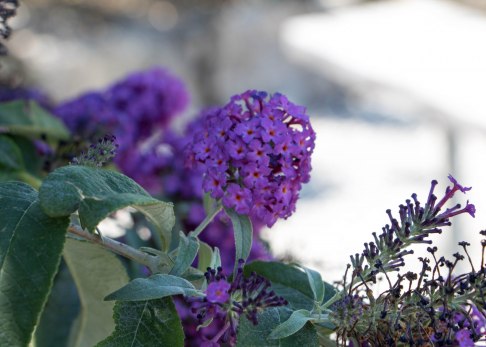 blumenmeer-1