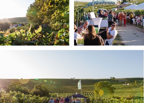 Weinberge in Bodenheim