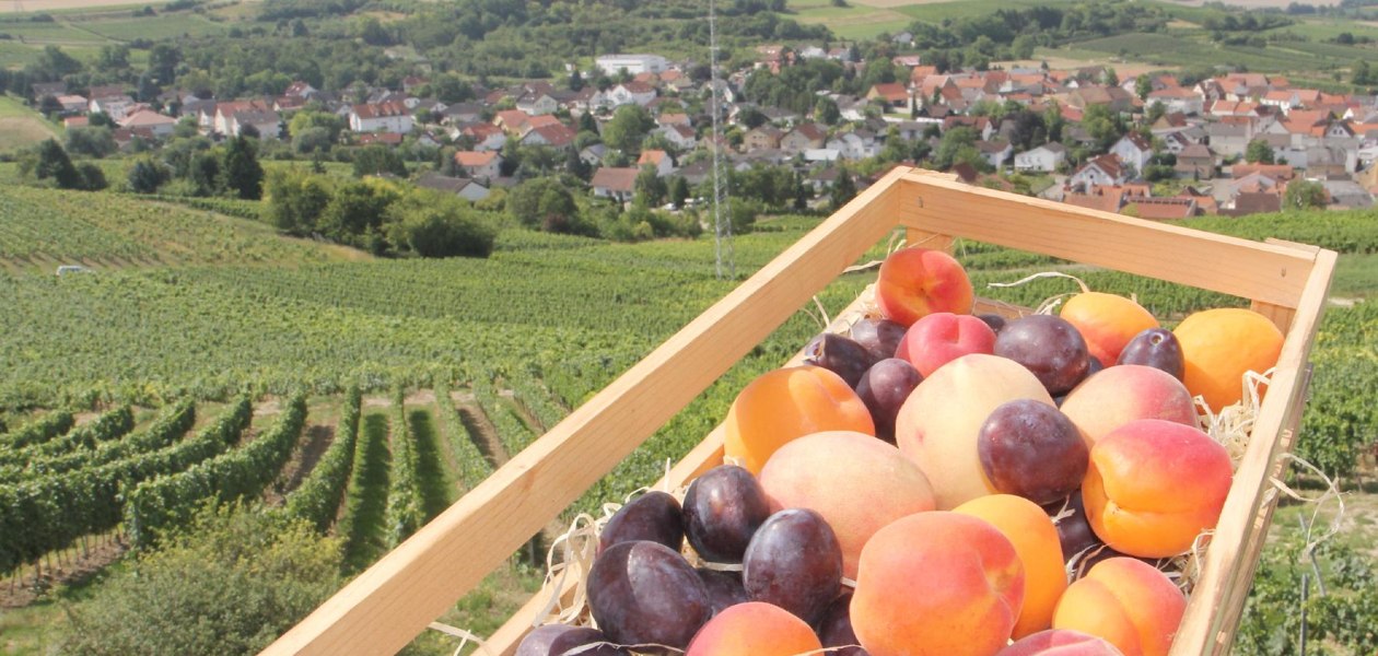 Rheinhessisches Obsterlebnis, &copy; Angelika Friedrich