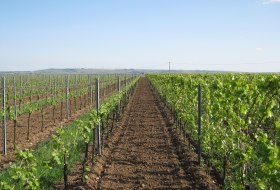 Weinberg in Rheinhessen mit jungen Reben im Fr&uuml;hjahr, gepflegte Rebzeilen im Spalier bei sonnigem Wetter.