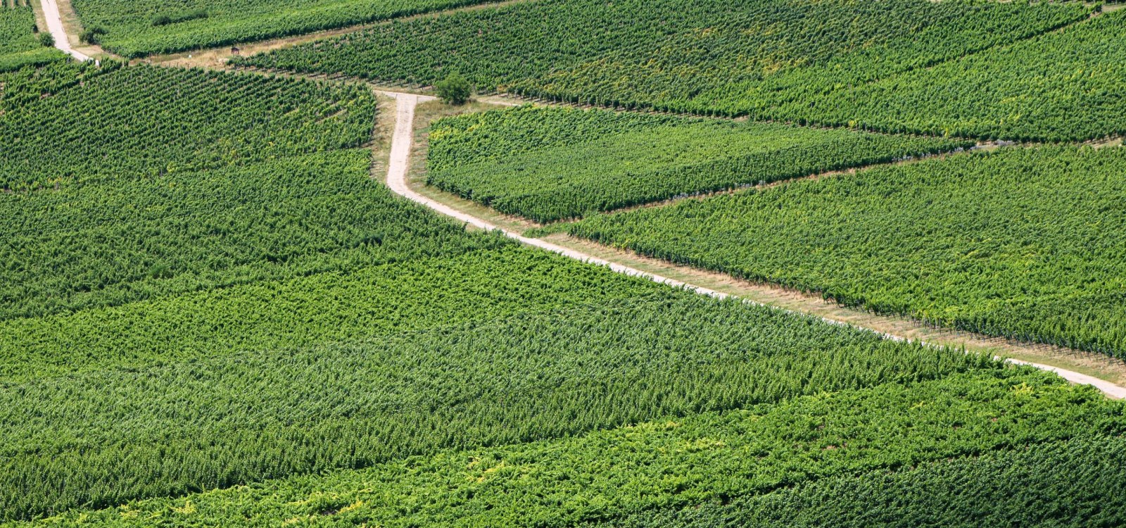 <p>Verkauft an Rheinhessen Touristik</p>
