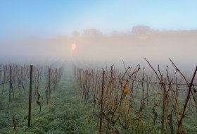 Weinberg im Morgennebel am Roten Hang in Rheinhessen – winterliche Stimmung mit kahlen Reben und sanftem Licht.