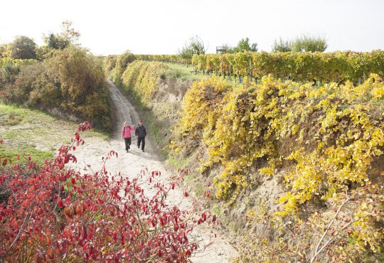 Die Weinberge strahlen in schönsten Farben auf dem RheinTerrassenWeg im Herbst, © Michael Zellmer
