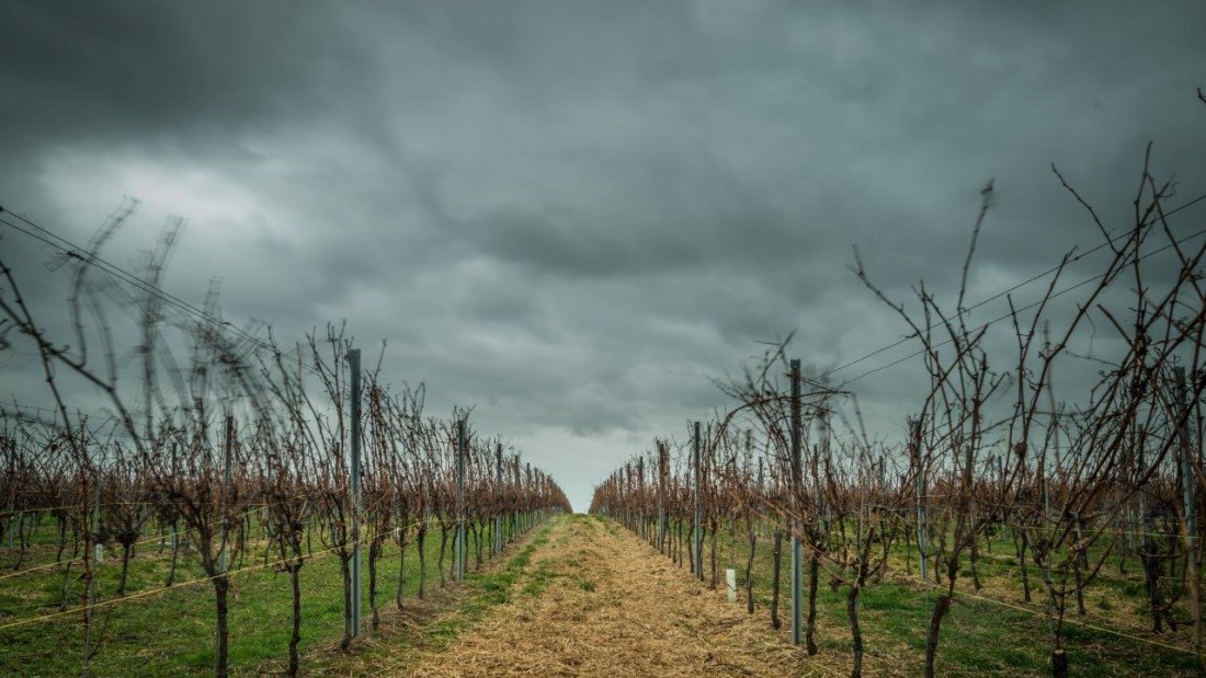 Weingut Georg Mahn_Weinrebe, &copy; Weingut Georg Mahn