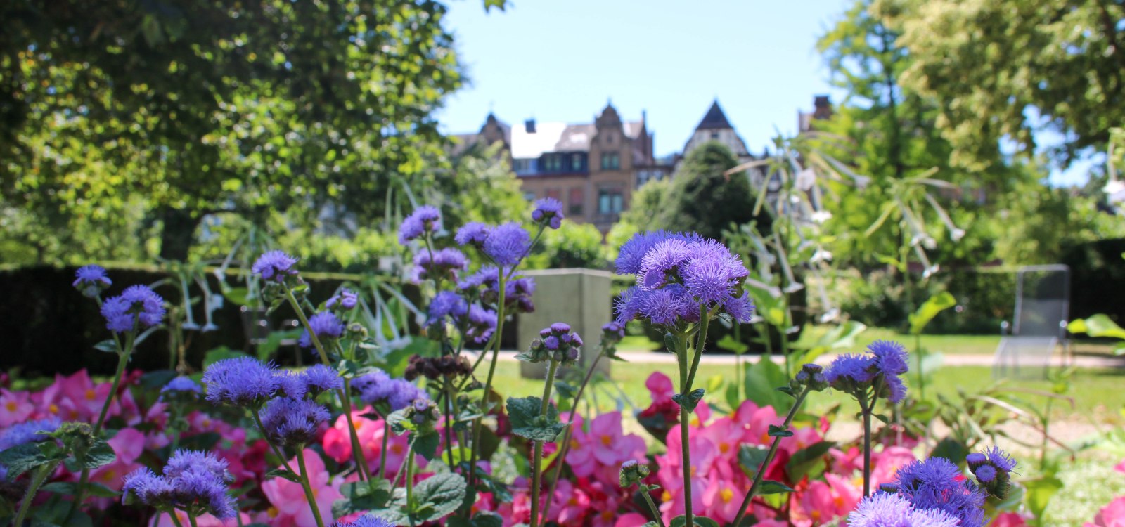 &hellip; ist ein Bl&uuml;tenmeer