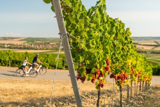 Radfahren zur Weinerntezeit, © Dominik Ketz