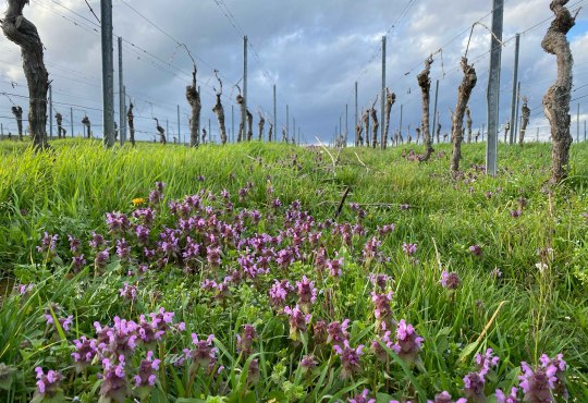 Wildkr&auml;uter zwischen den Rebzeilen - purpurrote Taubnessel, &copy; Katja Zentel