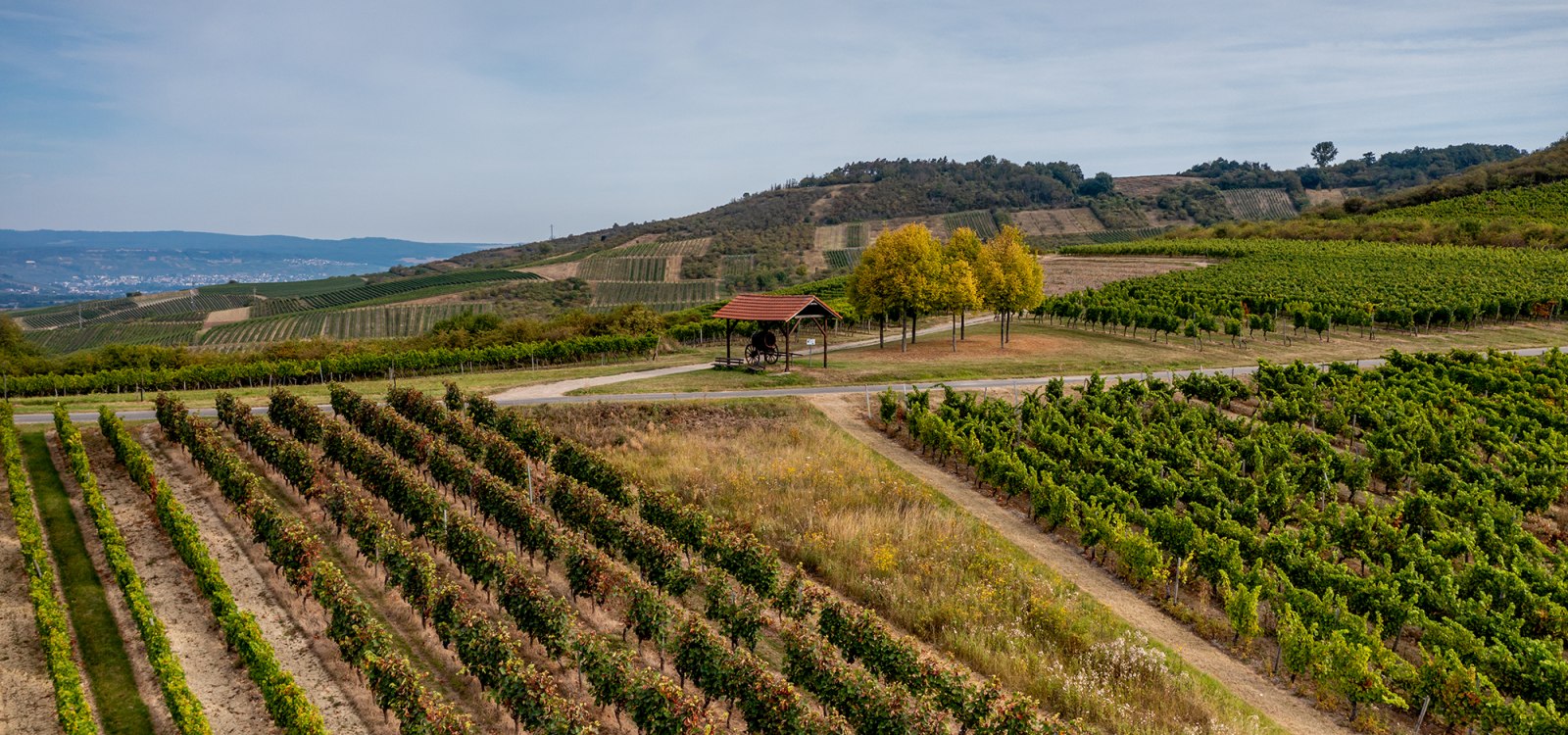 Aspisheimer Sonnenberg