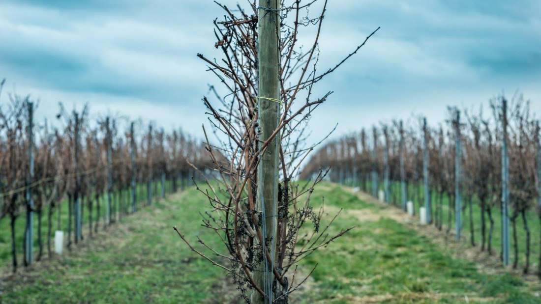 Weingut Georg Mahn_Weinrebe 2, &copy; Weingut Georg Mahn