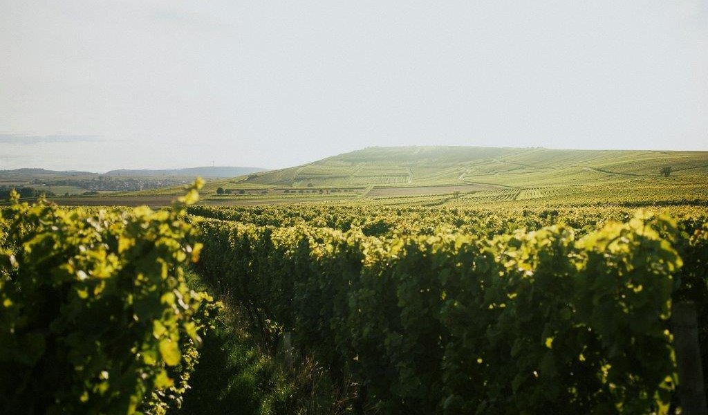 ramona_shotbypete14-1, &copy; Winzerhof Diegel