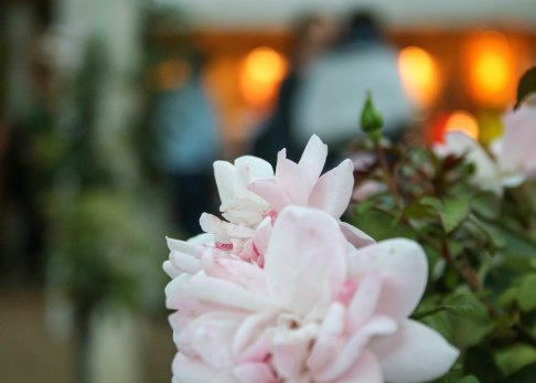 mainzer-weinmarkt-rose