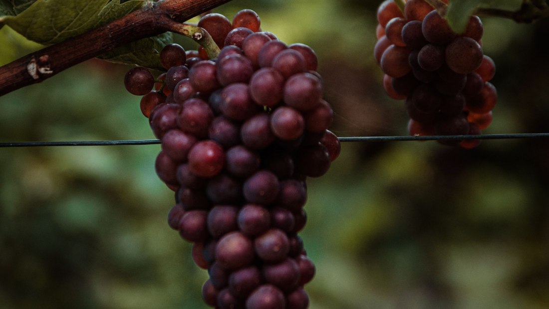 Andreas Brummund_Weintrauben, © Andreas Brummund - die WeinWerkstatt