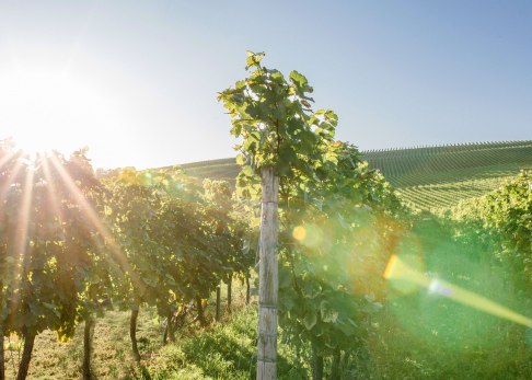 Weinlehrpfad-Bodenheim-54