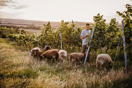 Schafe im Weinberg, &copy; CC-BY Rheinhessenwein e.V./Annegret Hirschmann
