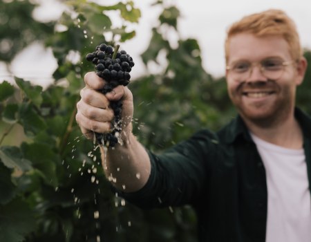 Peter - Pinot - Weingut Dr. Hinkel, © Sven Hasselbach
