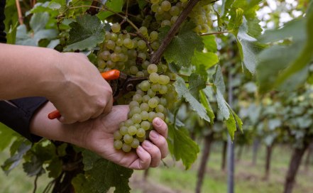 Weinlese Herbst, &copy; CC-BY Rheinhessenwein e.V./Sven Hasselbach