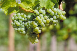 Silvanerrebe, © DWI