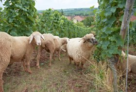 Exfoliation, defoliation