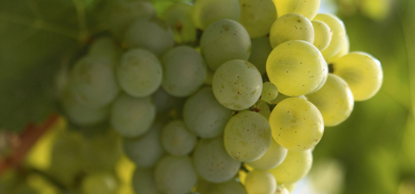 Sauvignon blanc Traube, © DWI