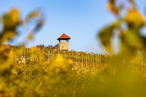 Weingut Eckert_Rebe, &copy; Weingut Eckert