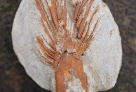 Fossiler Palmblattrest © Dr. Bernd O. Werner
