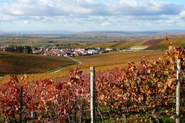 Weinhaus Uhl_Weinreben, &copy; Weinhaus Uhl