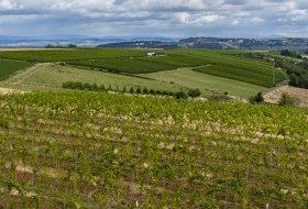 Tiefenthaler Graukatz