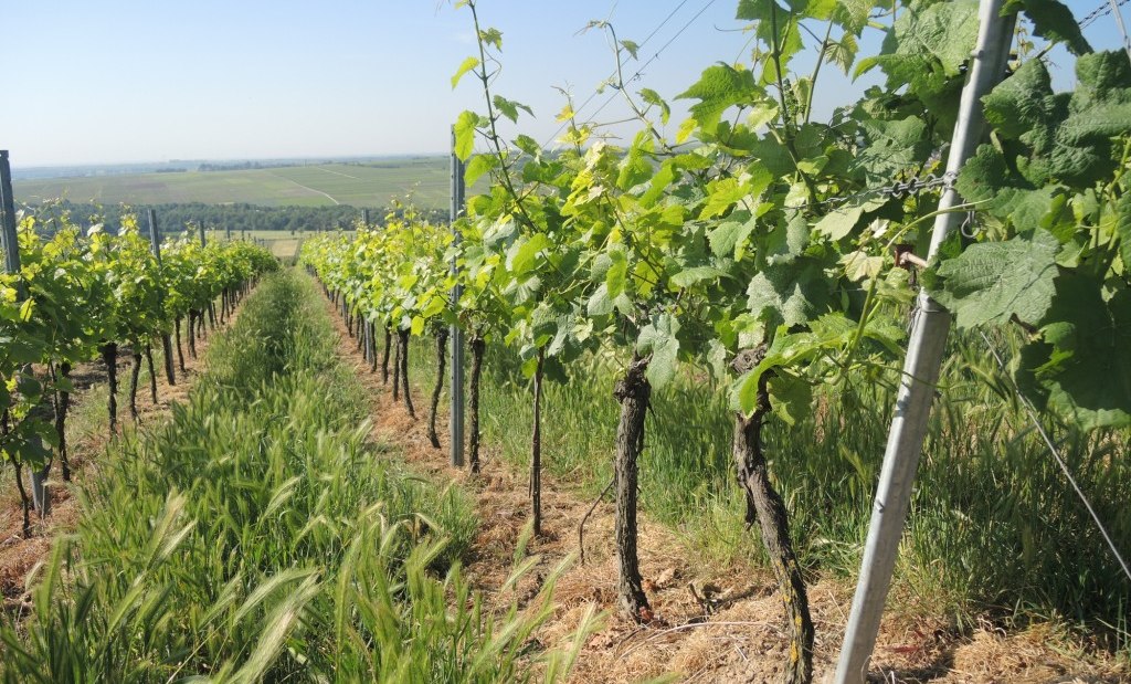 Weingut Mankel_Weinreben 2, &copy; Weingut Mankel