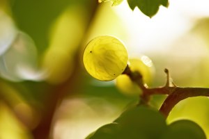 Riesling Beere