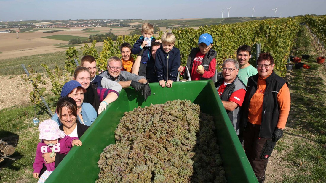 Weingut Becker_Weinlese, &copy; Weingut Becker