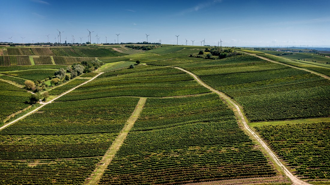 Armsheimer Goldstückchen