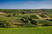 Saulheimer Schloßberg