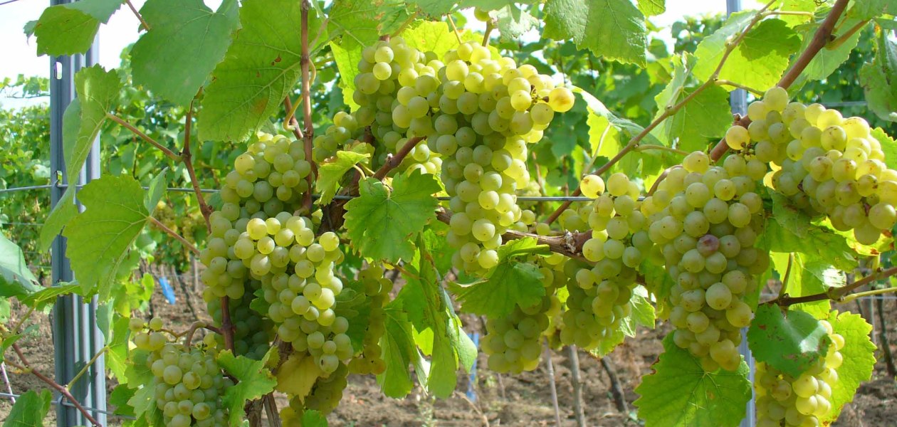 Pfaff wines white grapes Internet, &copy; PFAFF WEINE