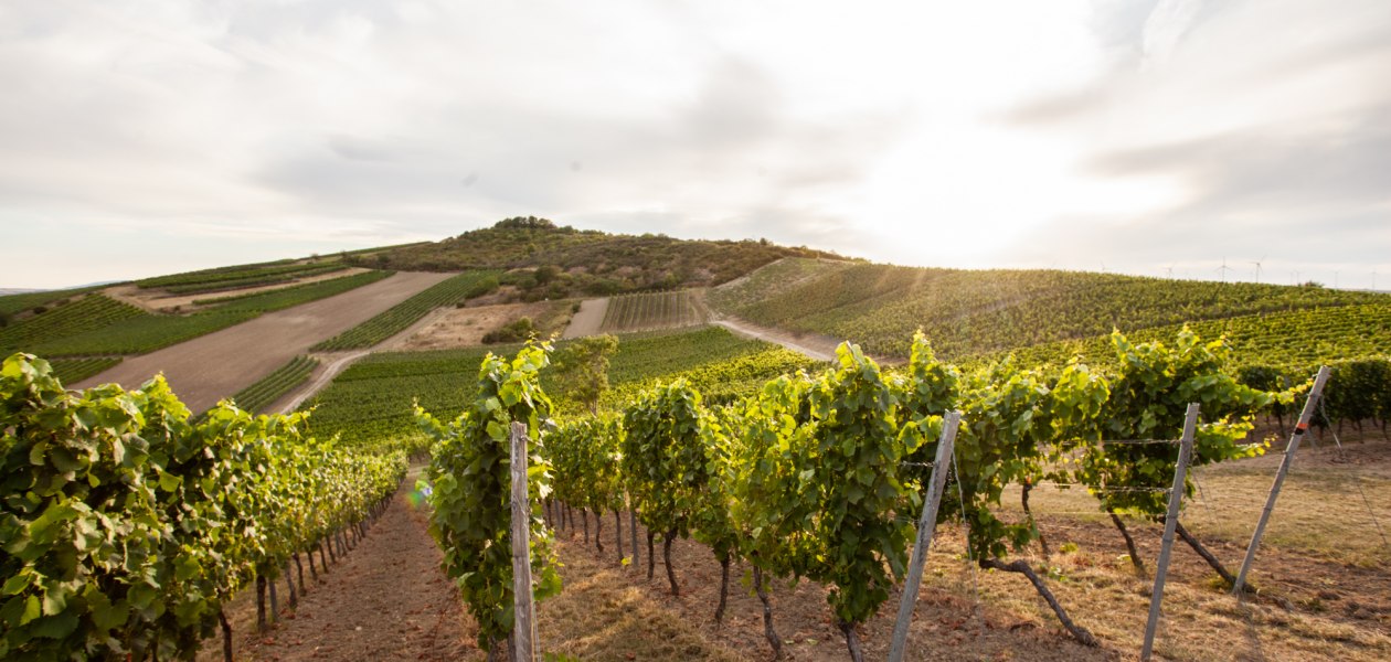 Weinlage Herrgottspfad, &copy; Weingut B&uuml;sser-Paukner