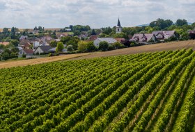 Freimersheimer Frankenstein © Rheinhessenwein e.V., Torsten Silz