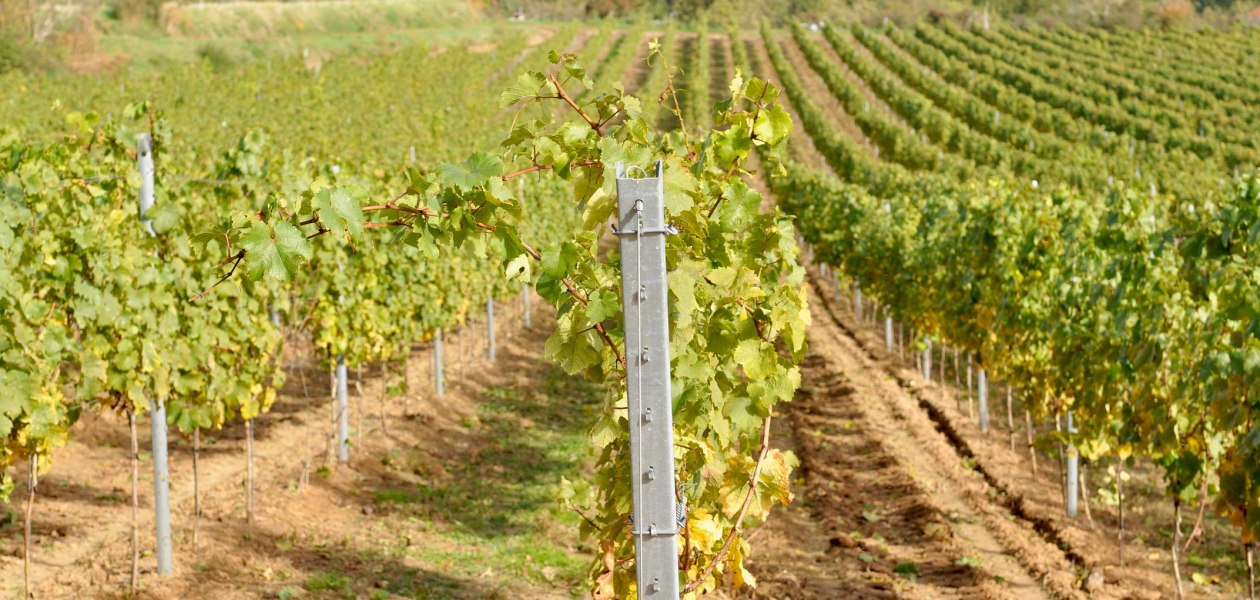 Weingut M&uuml;sel_Weinberg