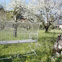 Bank_Kirschbaum_Bluete