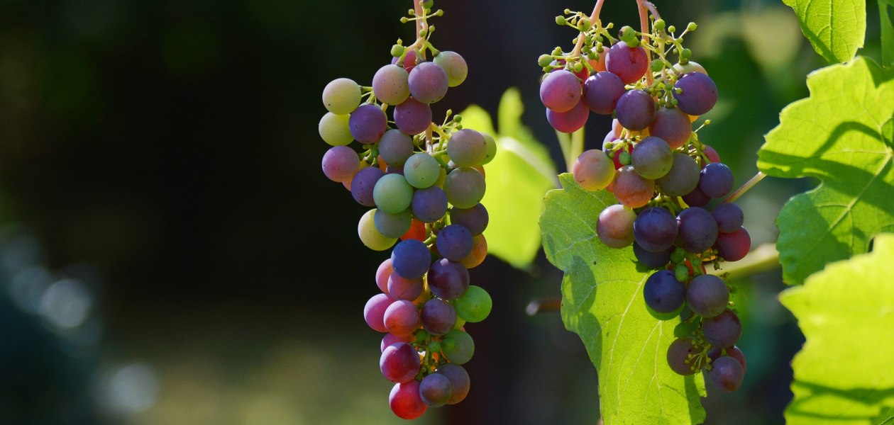 Kim Rech_Trauben, &copy; Kim Rech