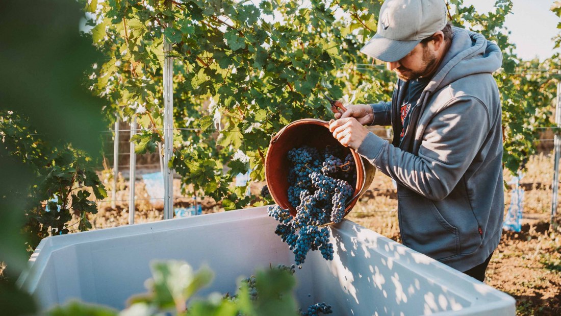 vintage2, &copy; Weingut & G&auml;stehaus Volker Schmitt
