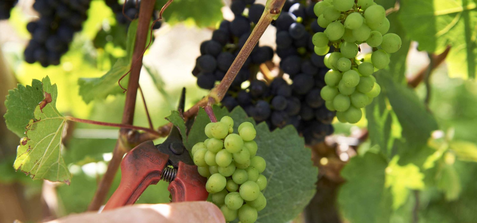 Ausdünnen, Ertragsregulierung