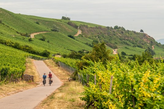 Rheinradweg RTE, &copy; Dominik Ketz | Rheinhessen Touristik GmbH